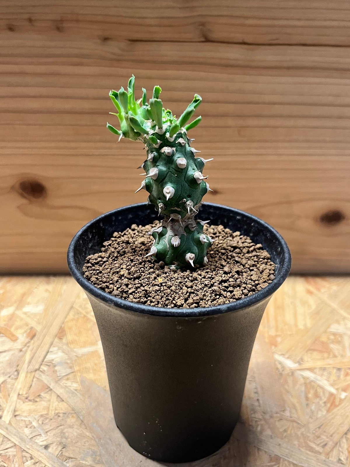 ユーフォルビア cv.トム | GREEN LUCK