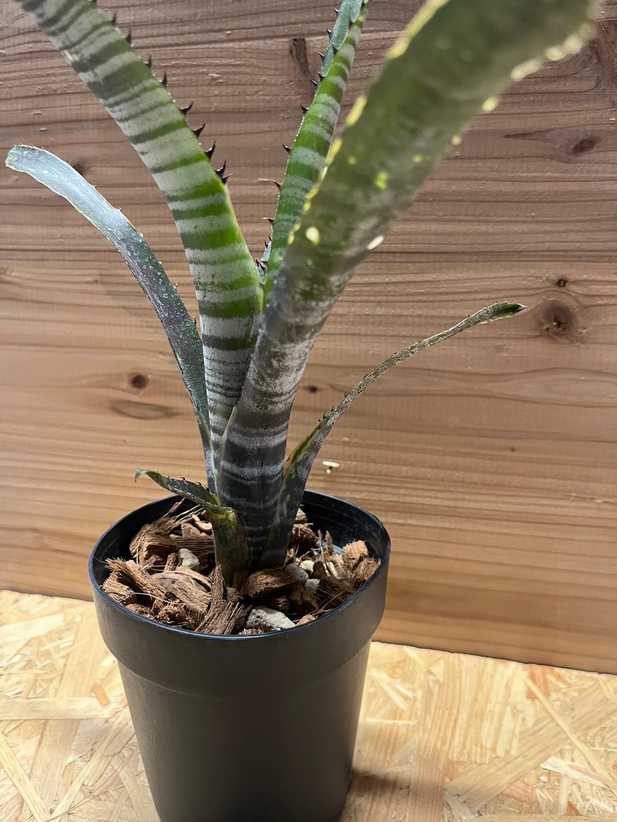 ビルベルギア カルサイト | GREEN LUCK