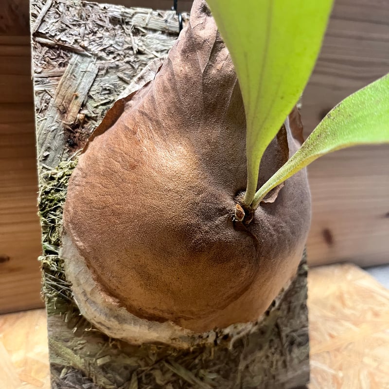 ビカクシダ アフリカンオディッティ | GREEN LUCK