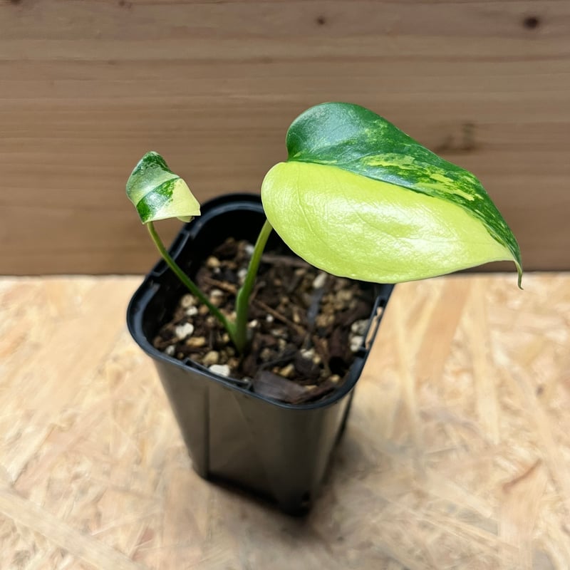 K*N様 モンステラ・デリシオーサ・アウレア 　イエローマリリン lsw019 K*N様 モンステラ・デリシオーサ・アウレア イエローマリリン lsw019