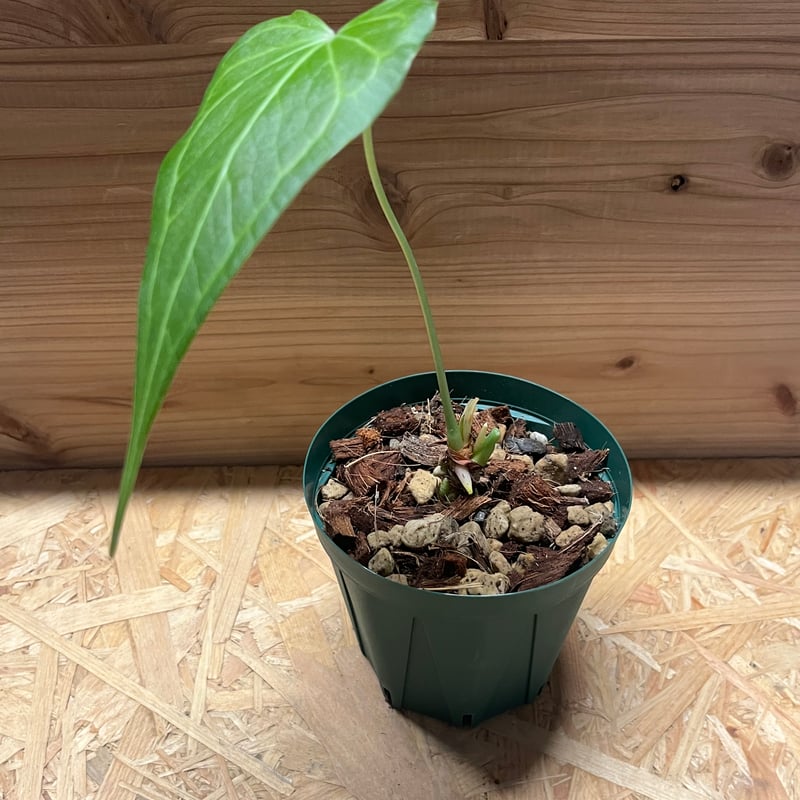 親株 斑入り アンスリウム テロダクティル 親株 斑入り アンスリウム テロダクティル 親株 斑入り アンスリウム