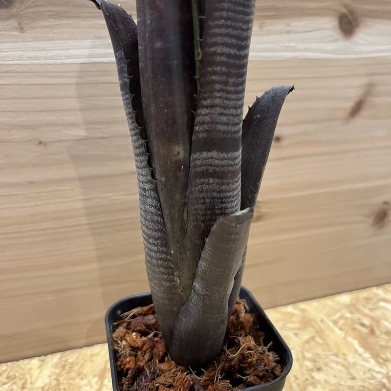 ビルベルギア ダースベイダー | GREEN LUCK