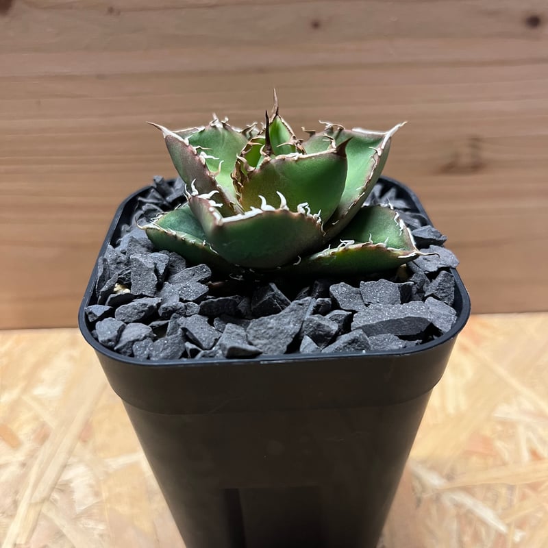 アガベ チタノタ 'NO NAME' 台湾ヤンチェン | GREEN LUCK