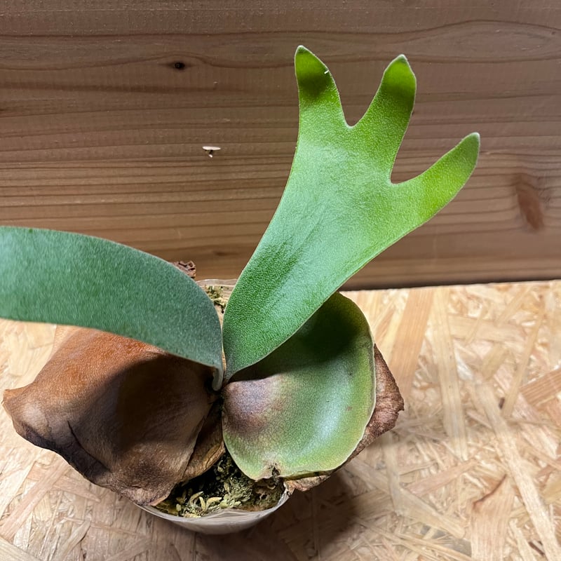 m様専用ビカクシダ フーンシキ | GREEN LUCK