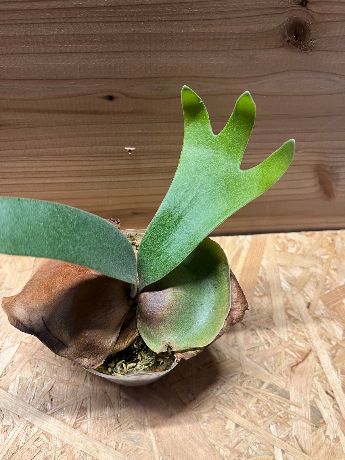 m様専用ビカクシダ フーンシキ | GREEN LUCK