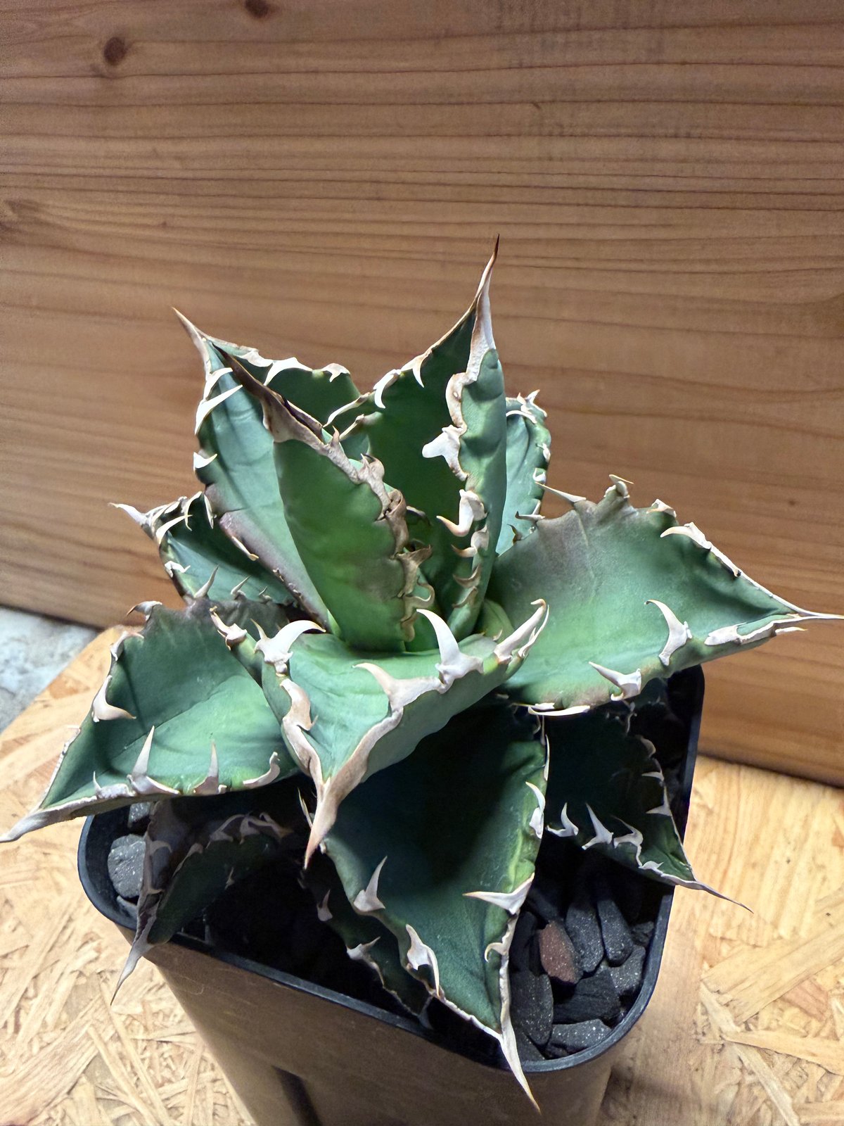 アガベ チタノタ '狂刺318' | GREEN LUCK