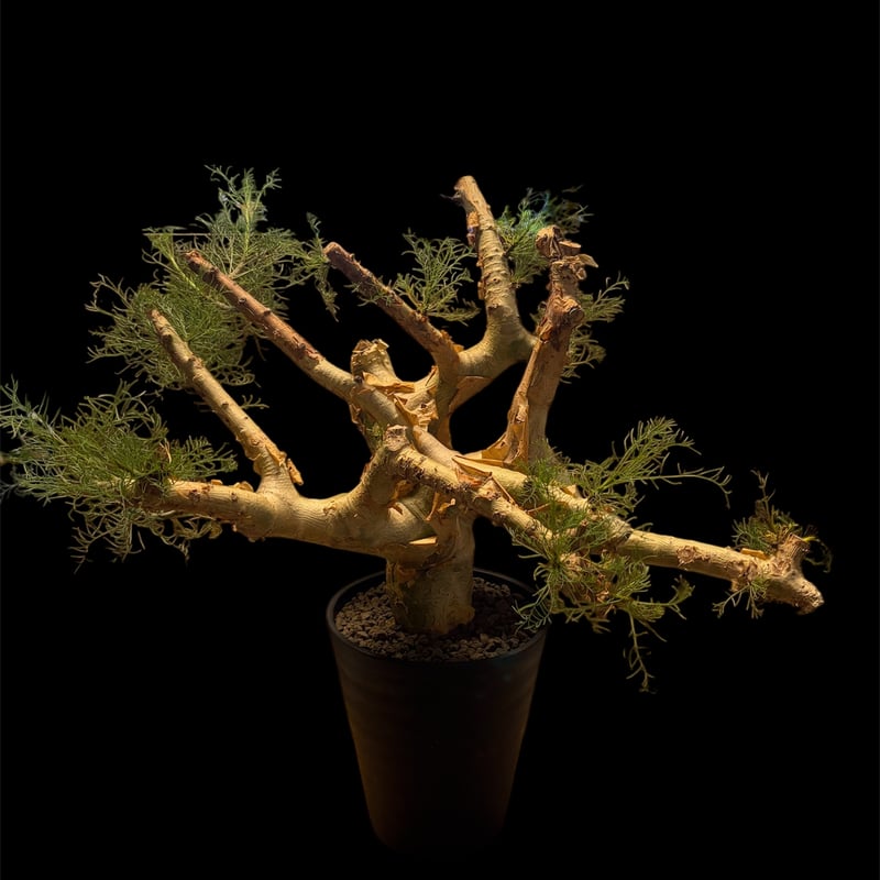 Commiphora kraeuseliana ④ コミフォラ クラウセリアナ コミフォラ クラウセリアナ | GREEN LUCK