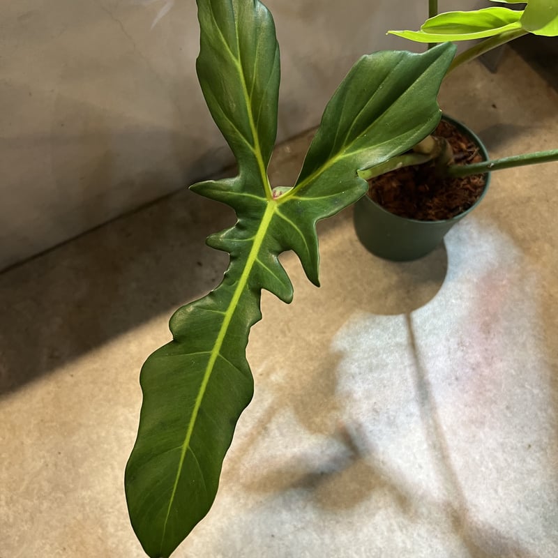 フィロデンドロン ゴールデンドラゴン | GREEN LUCK