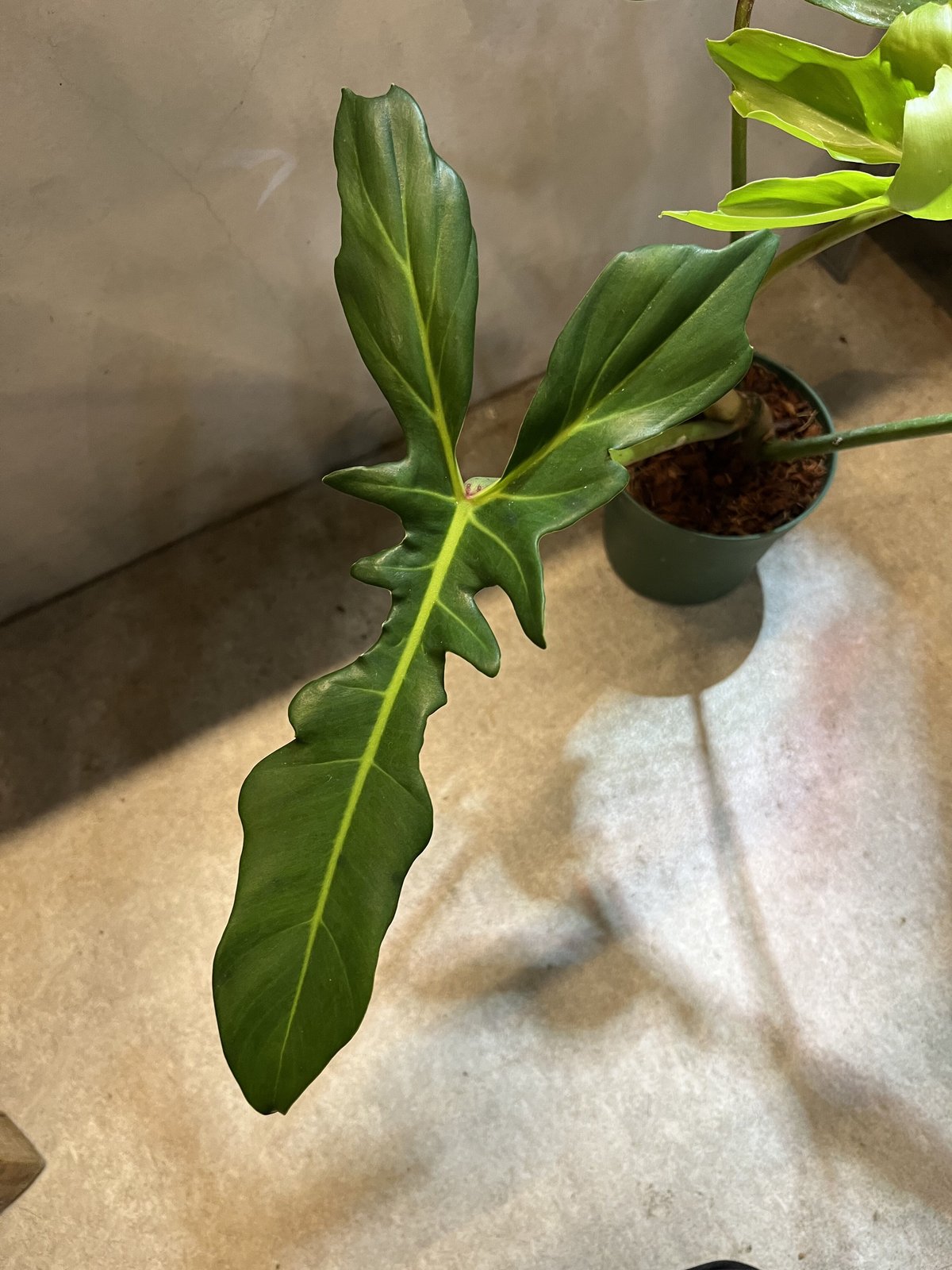 フィロデンドロン ゴールデンドラゴン | GREEN LUCK