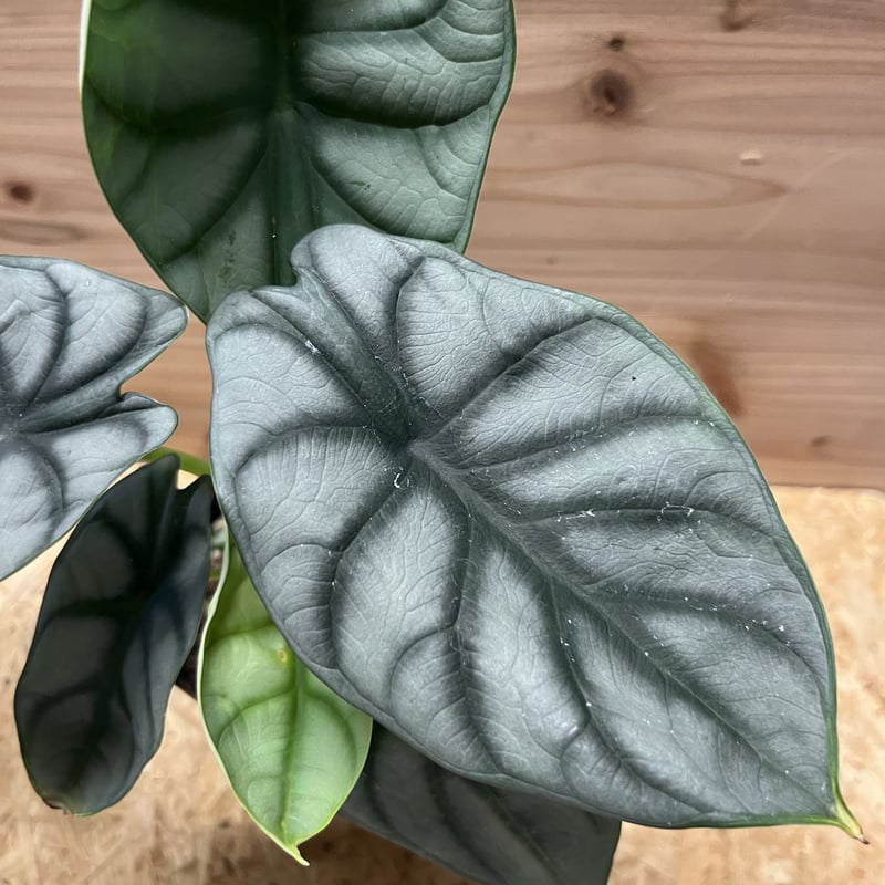 アロカシア シルバードラゴン | GREEN LUCK