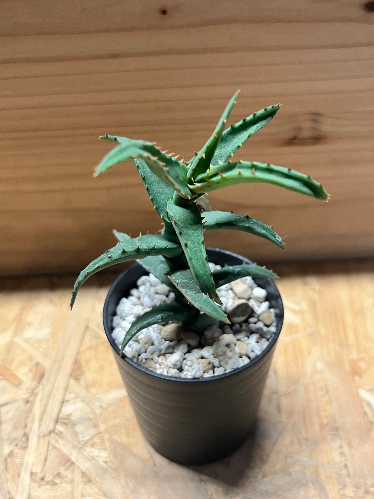 アロエ カスティロニアエ | GREEN LUCK