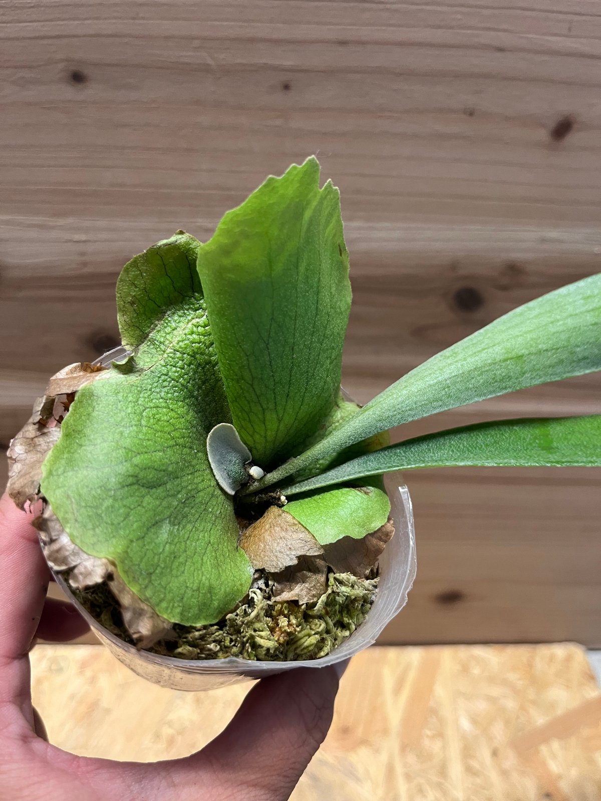 ビカクシダ SSフーン確認用 ビカクシダ SSフーン | GREEN LUCK