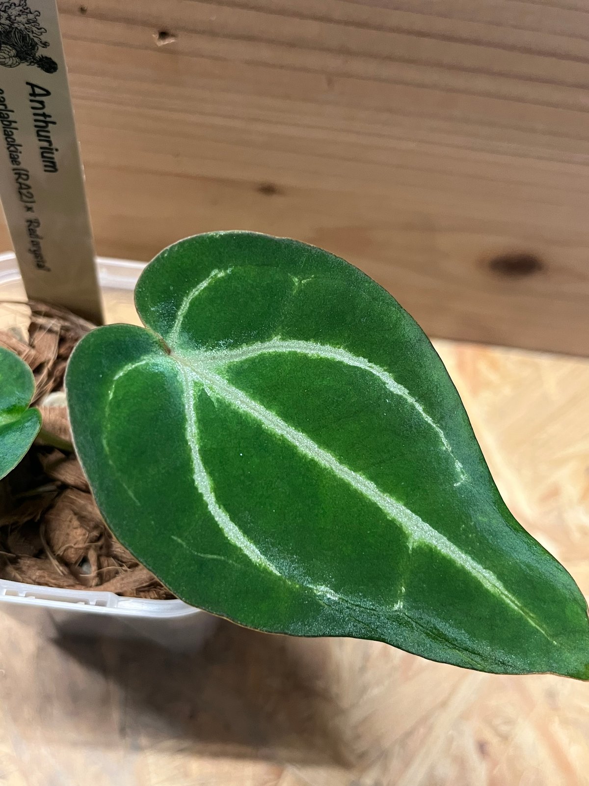 アンスリウム カーラブラッキー×レッドクリスタリナム | GREEN LUCK