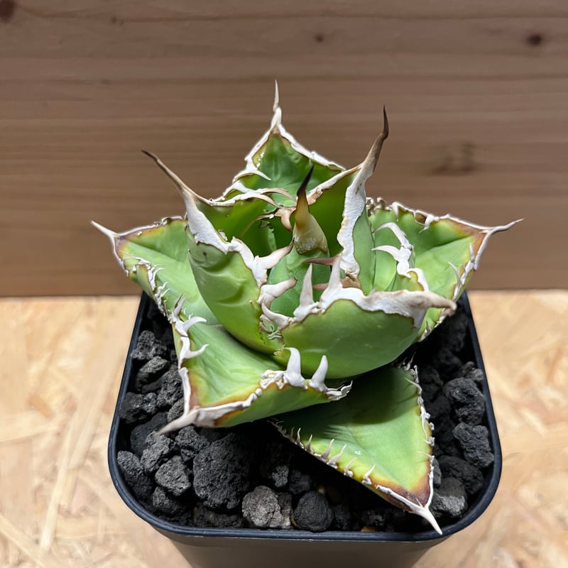 アガベ チタノタ　ノーネーム　ボールタイプ アガベ チタノタ ノーネームの魅力 | mana's farm:塊根植物・アガベ