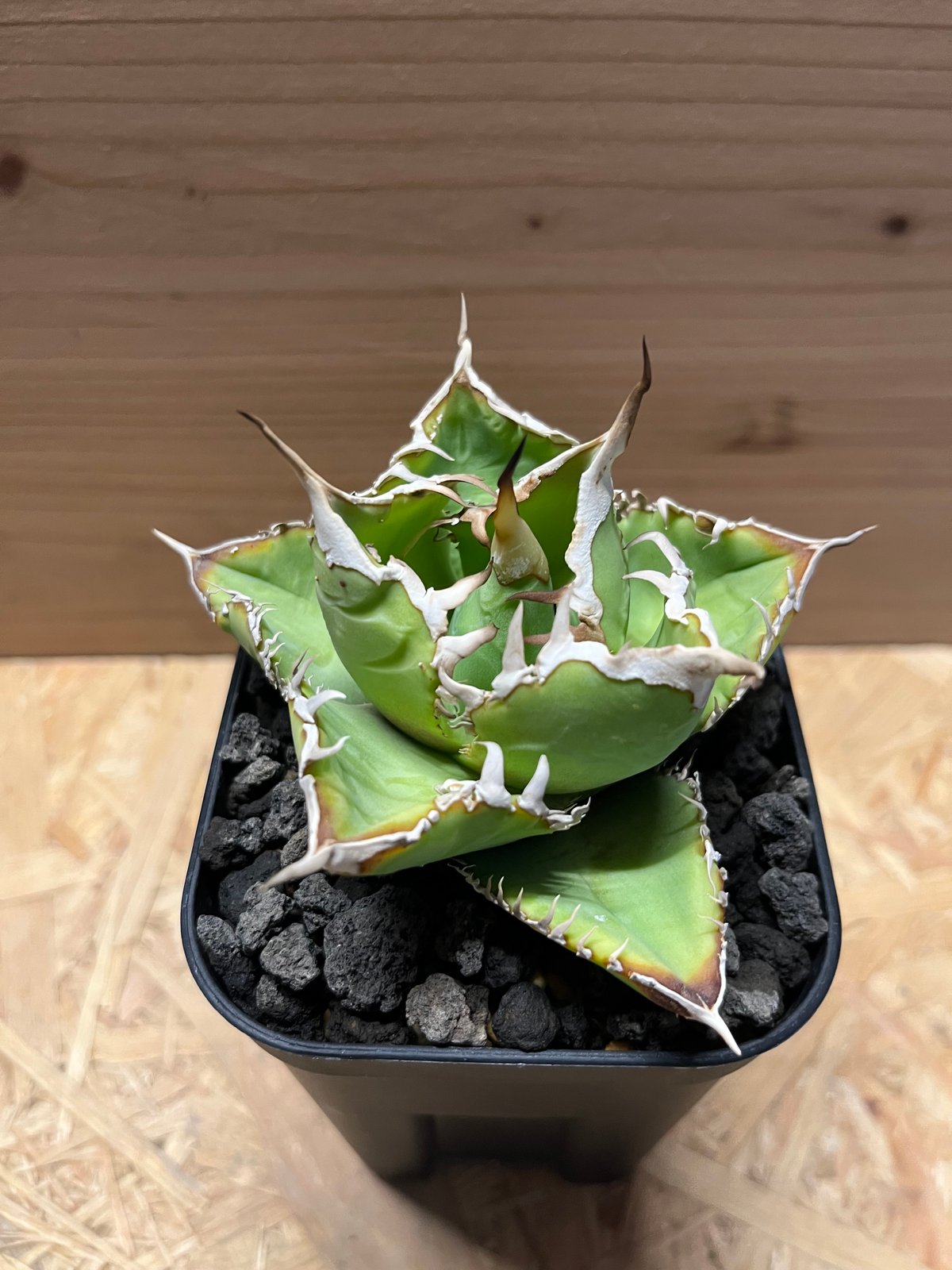 【AGAVE TITANOTA 】インドネシアノーネーム アガベ　チタノタ Agave titanota アガベ チタノタ ノーネーム 多肉植物 | plants