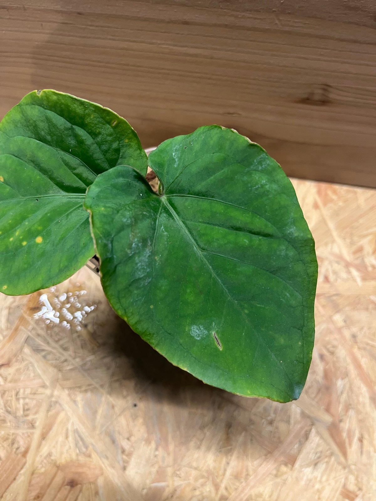 Anthurium kunayalense　アンスリウム　クナヤレンセ アンスリウム クナヤレンセ | GREEN LUCK