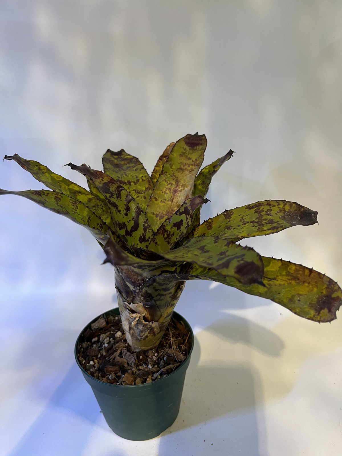 エクメア　コレイア・アラウジョ エクメア コレイア アラウジョイ | GREEN LUCK