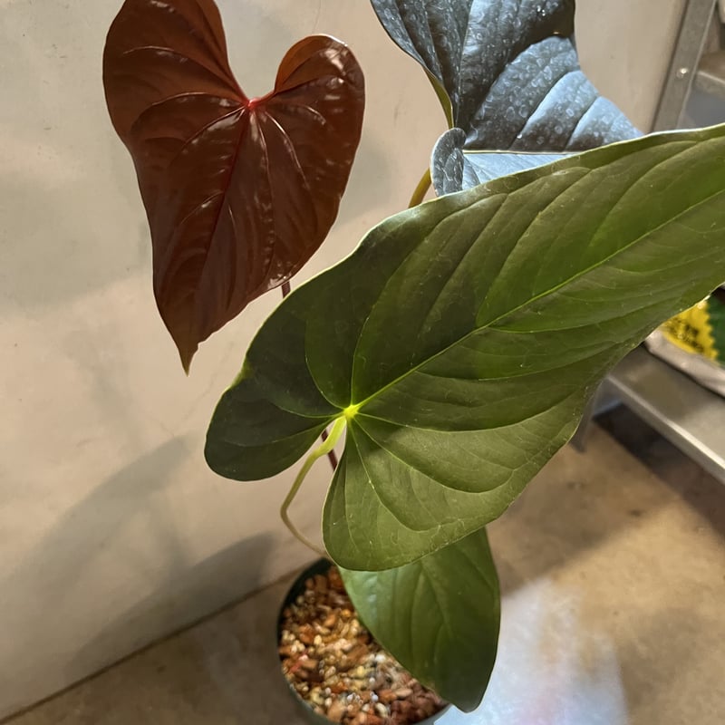 アンスリウム チャンベルライニー ロムズレッド | GREEN LUCK