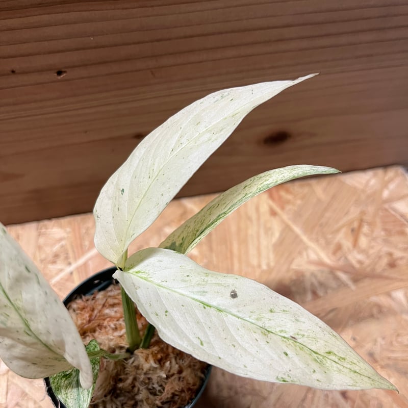 モンステラ アダンソニー var. ラニアタ 斑入り | GREEN LUCK