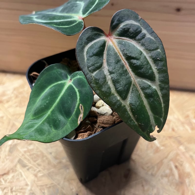 アンスリウム　カーラブラッキー　大株　破格 アンスリウム カーラブラッキー 大株 破格