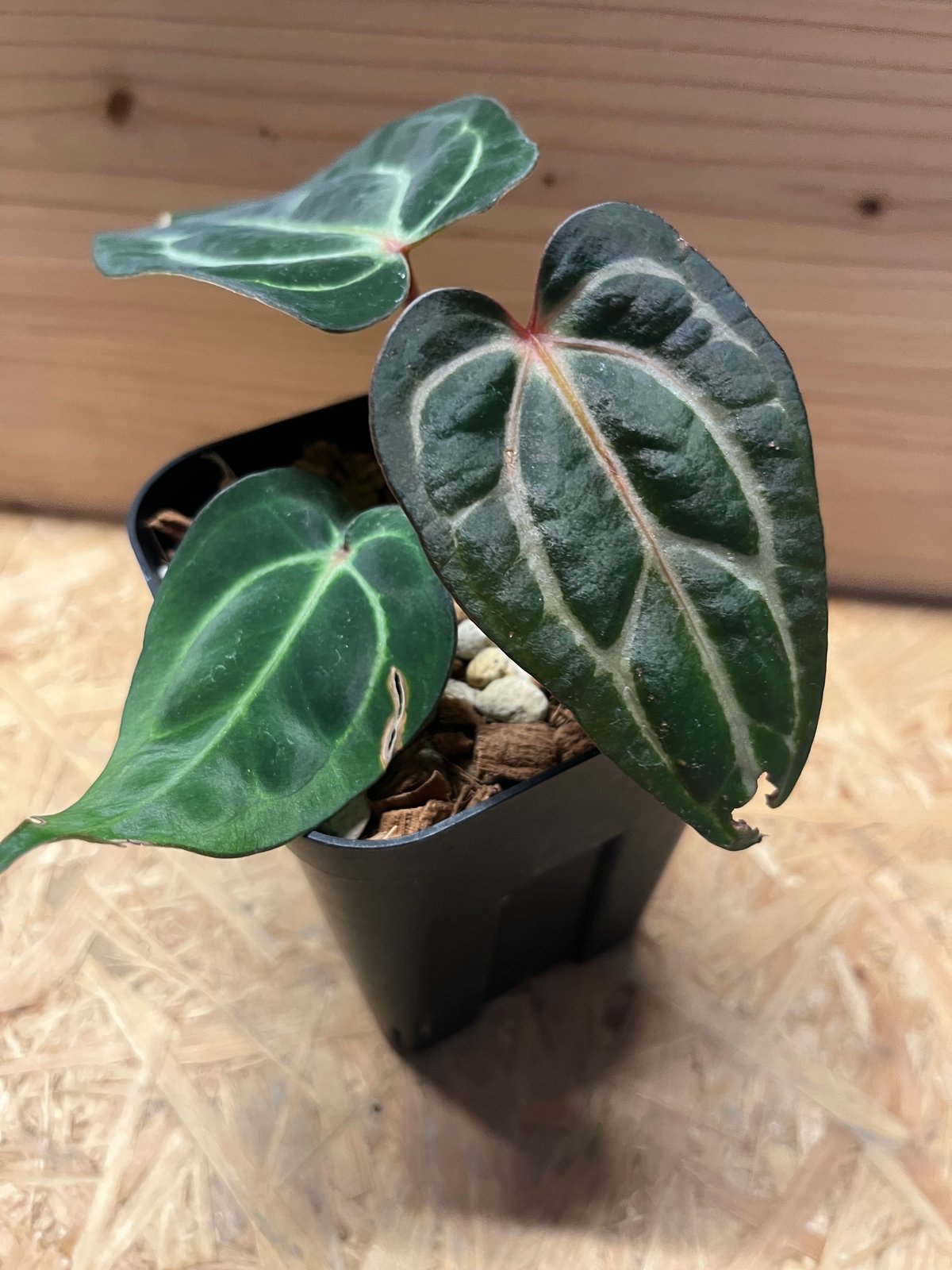 アンスリウム　カーラブラッキー　大株　破格 アンスリウム カーラブラッキー 大株 破格 アンスリウム カーラ