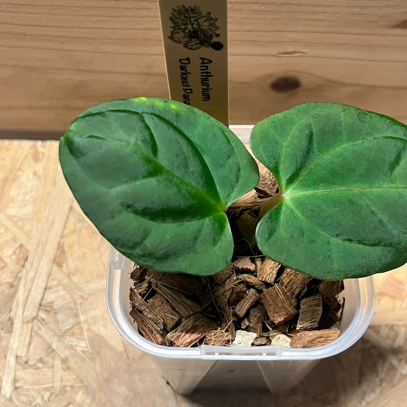 アンスリウム ダーケストパナマ | GREEN LUCK