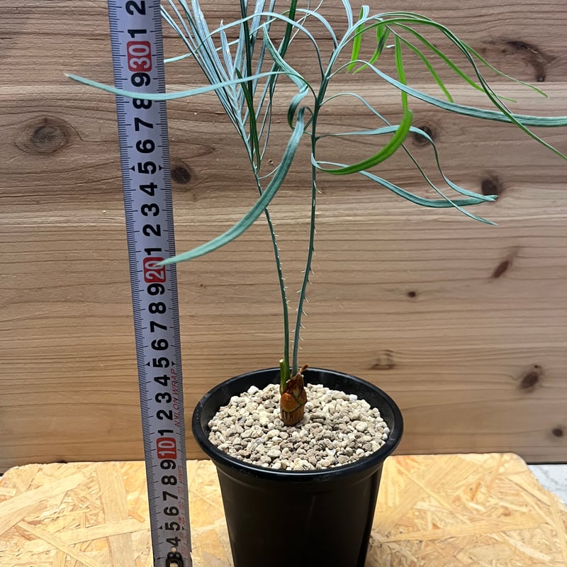 サイカス カイルンシアナ | GREEN LUCK