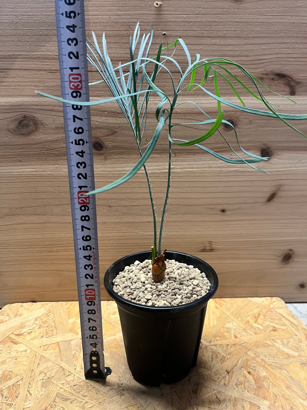 サイカス カイルンシアナ | GREEN LUCK