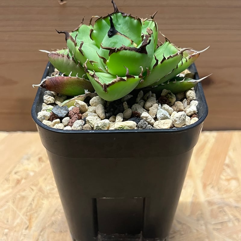 アガベ チタノタ サンフレーム | GREEN LUCK