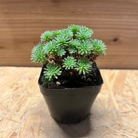 エンセファラルトス ホリダス ドワーフ | GREEN LUCK