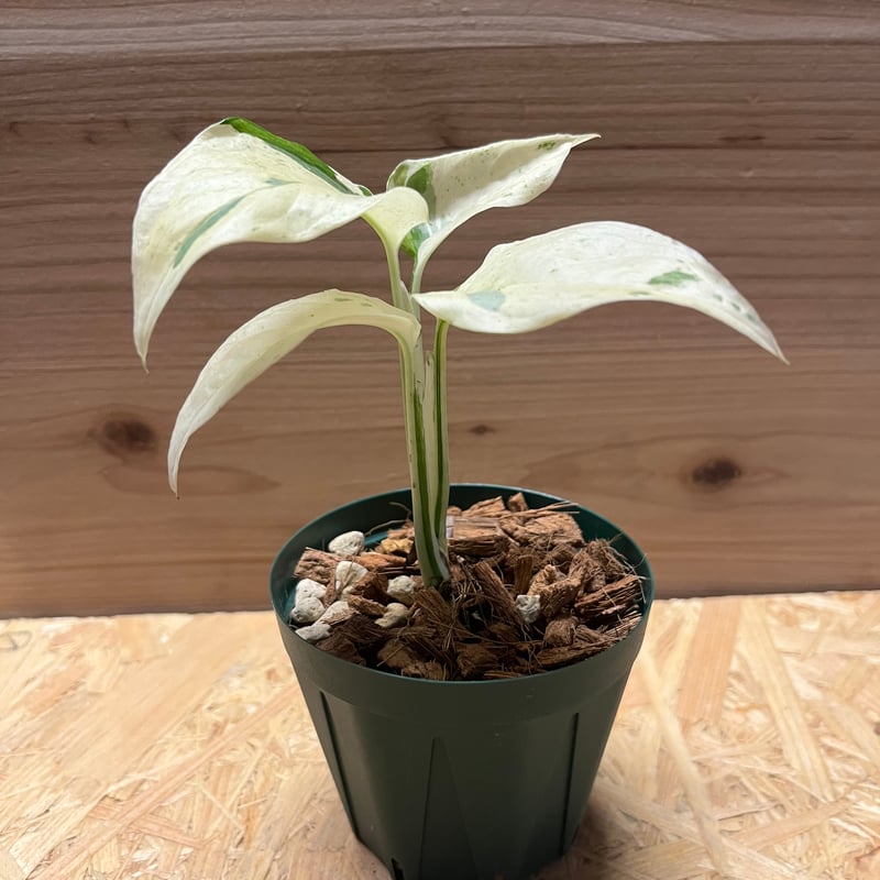 モンステラ アダンソニー var.ラニアタ バリエガータ | GREEN LUCK