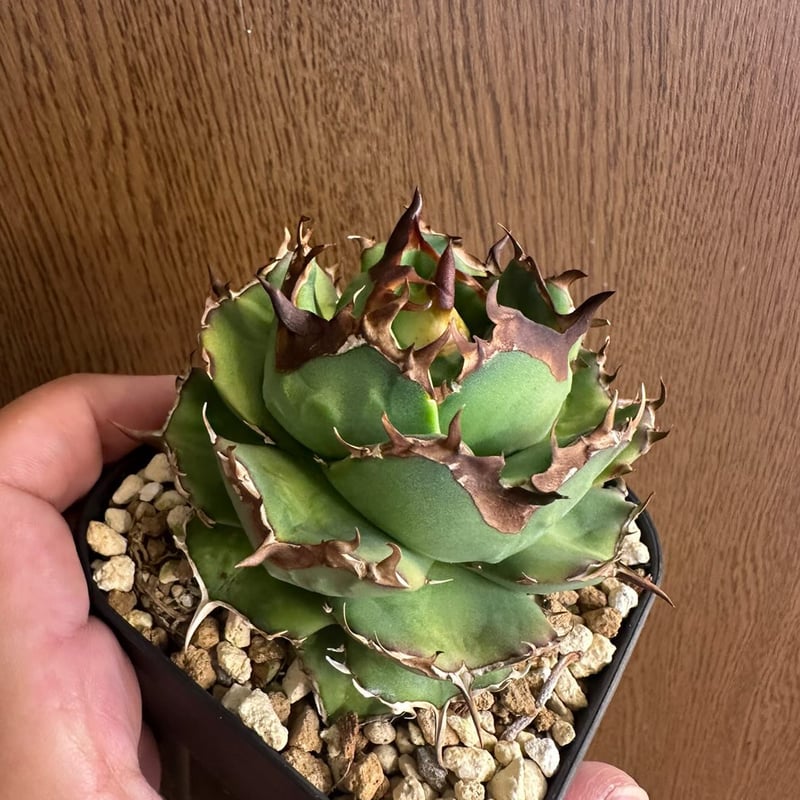 アガベ　チタノタ　8株セット アガベ チタノタ 包心龍 Agave titanota Baoxinlong 鉢付き発送