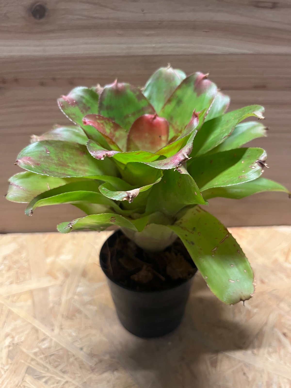 ネオレゲリア マーブルニック | GREEN LUCK