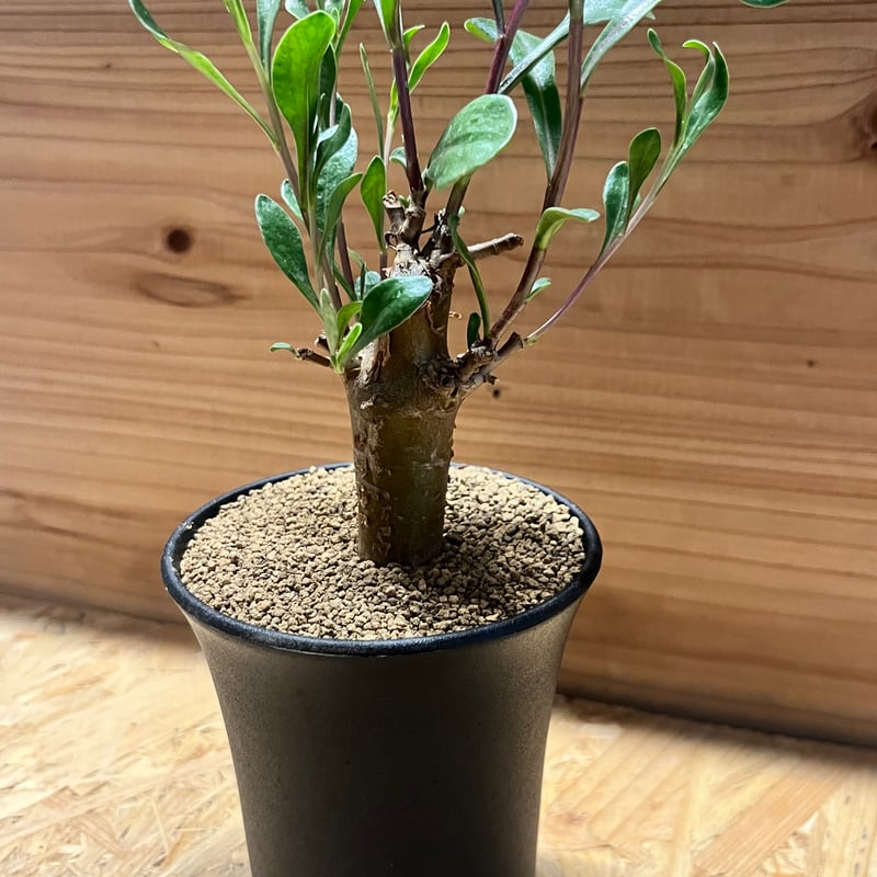 オトンナ ロバタ | GREEN LUCK