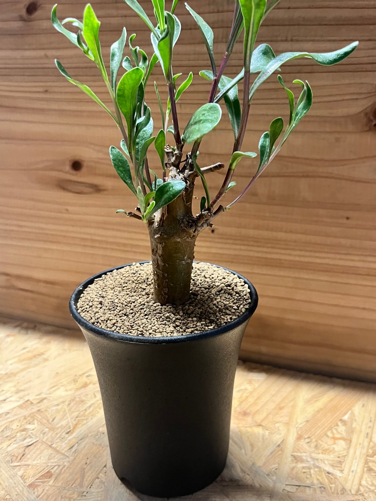 オトンナ ロバタ | GREEN LUCK