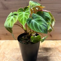 モンステラ デリシオーサ 'バルバソー' | GREEN LUCK