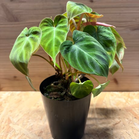 フィロデンドロン | STORES