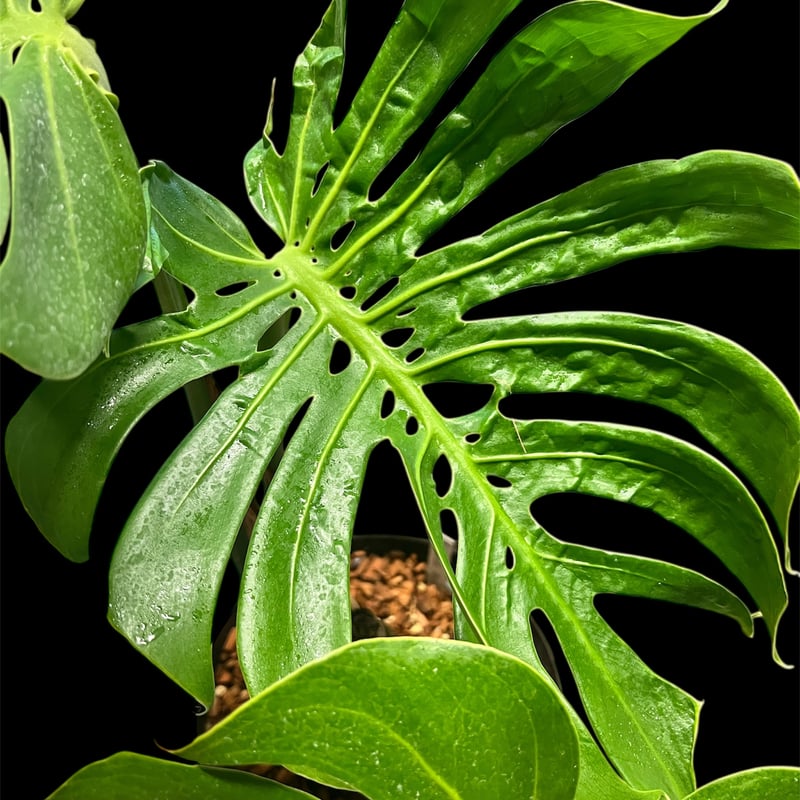 モンステラ デリシオーサ マクロコズム | GREEN LUCK