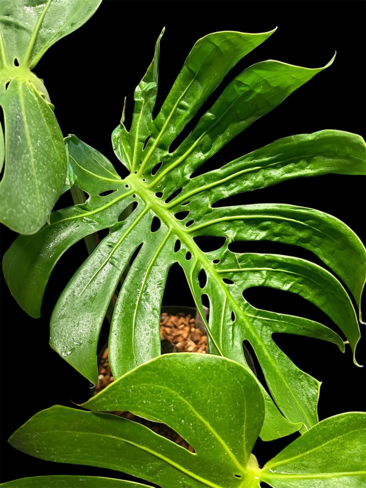 【専用 すぱとぅら様】【斑入り】モンステラ デリシオーサ マクロコズム 専用 すぱとぅら様】【斑入り】モンステラ デリシオーサ マクロコズム