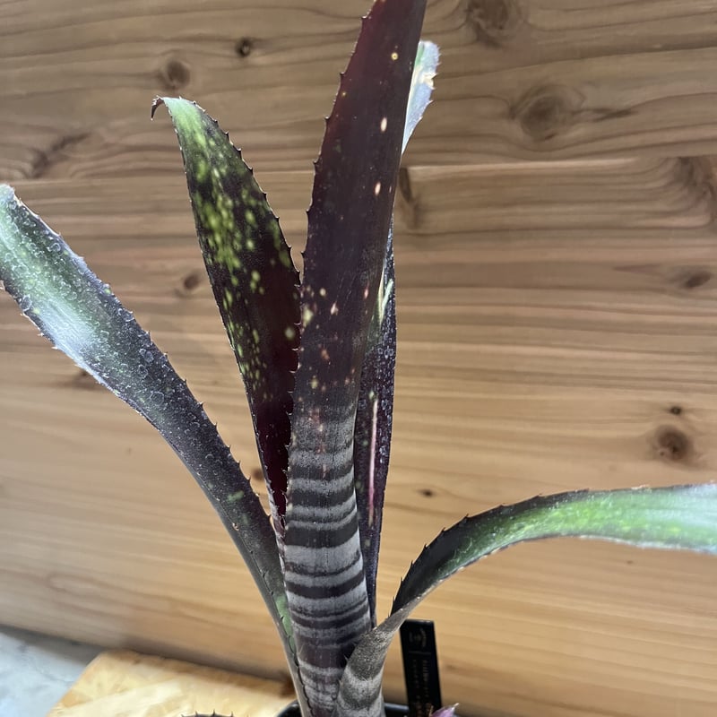 ビルベルギア ダースベイダー | GREEN LUCK