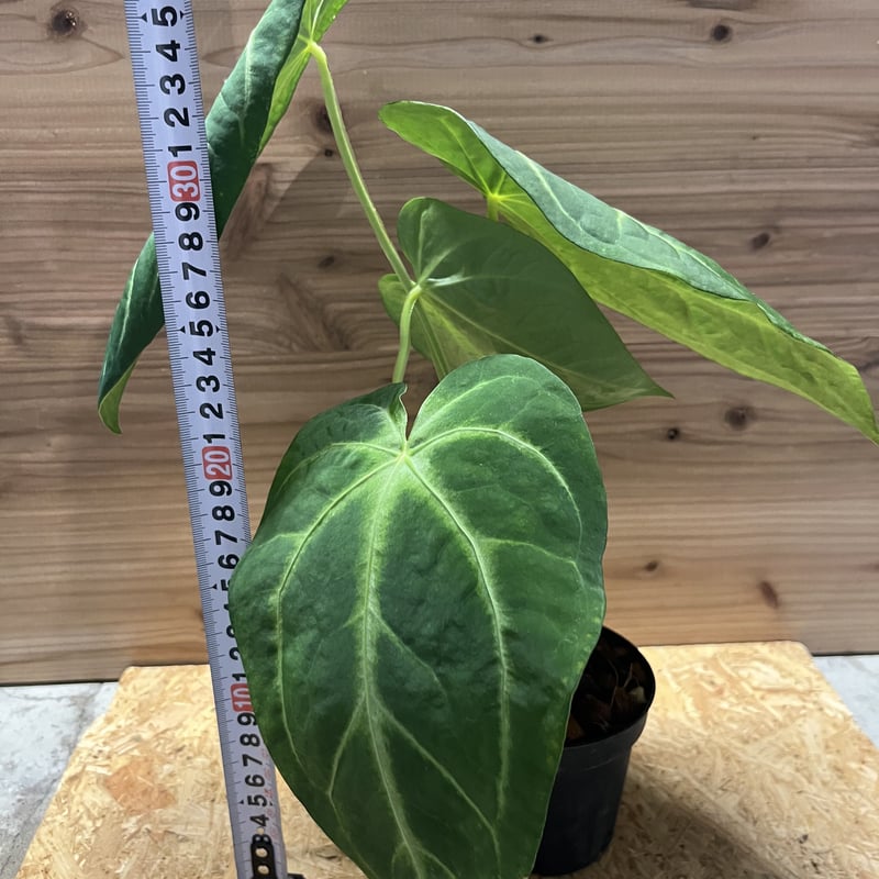 アンスリウム マグニフィカム | GREEN LUCK