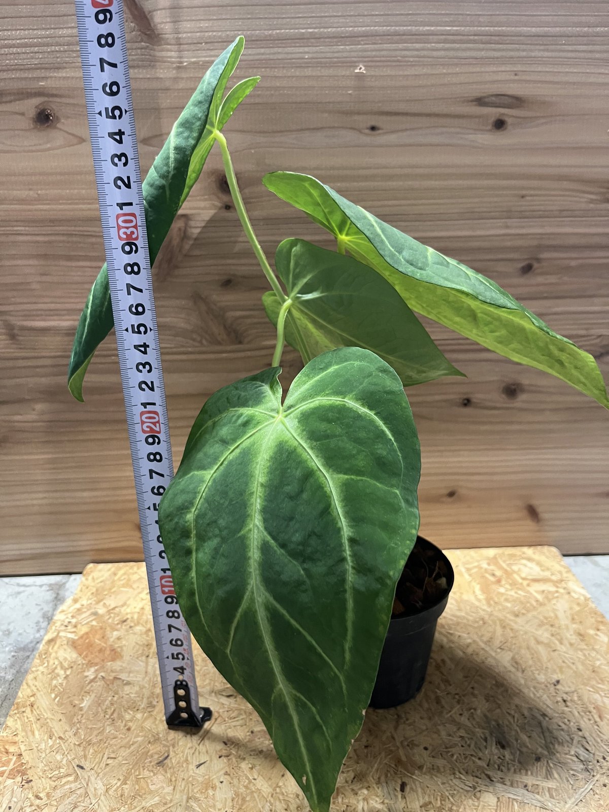 アンスリウム マグニフィカム | GREEN LUCK