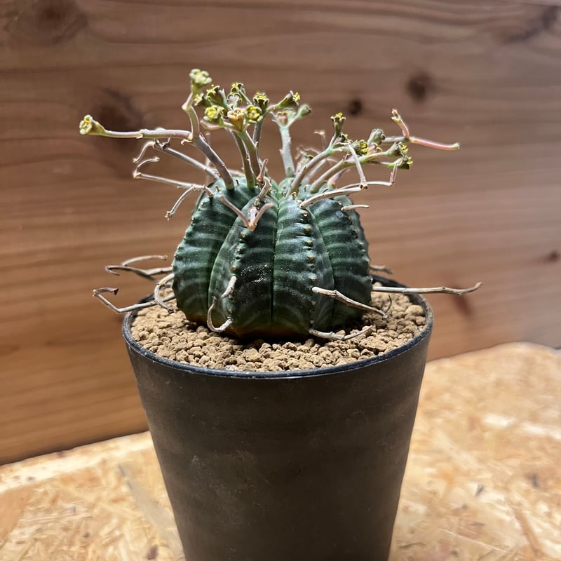 スーパーバリダ ユーフォルビア スーパーバリダ Euphorbia super valida | mana's