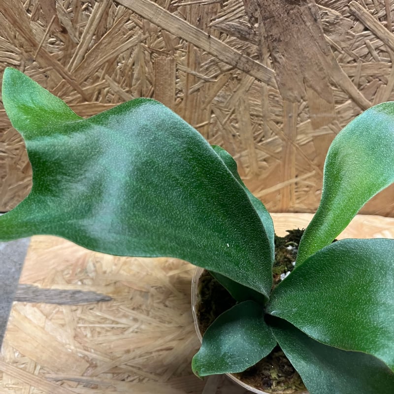 ヒリー パナマ　ビカクシダ　L 美品 ヒリー パナマ ビカクシダ L 美品