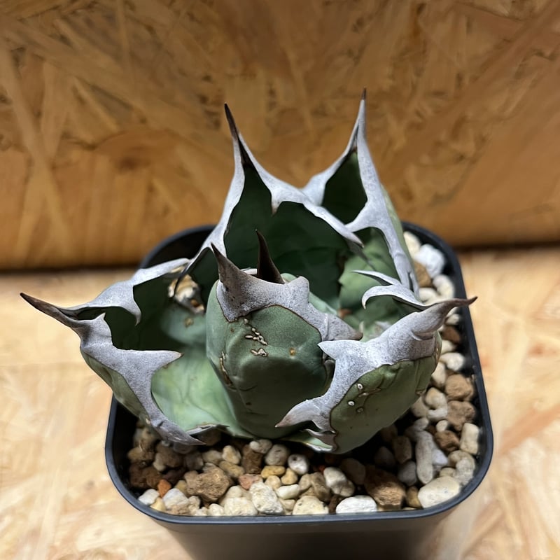 オテロイ実生_ウリエル アガベ ウリエル実生 オアハカオテロイ 選抜個体 ③ | Heartplants