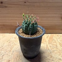 ユーフォルビア　ステリスピナ　群星冠