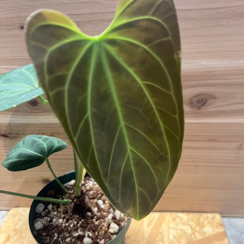 アンスリウム hyb. ベッセアaff ×デルタフォース | GREEN LUCK