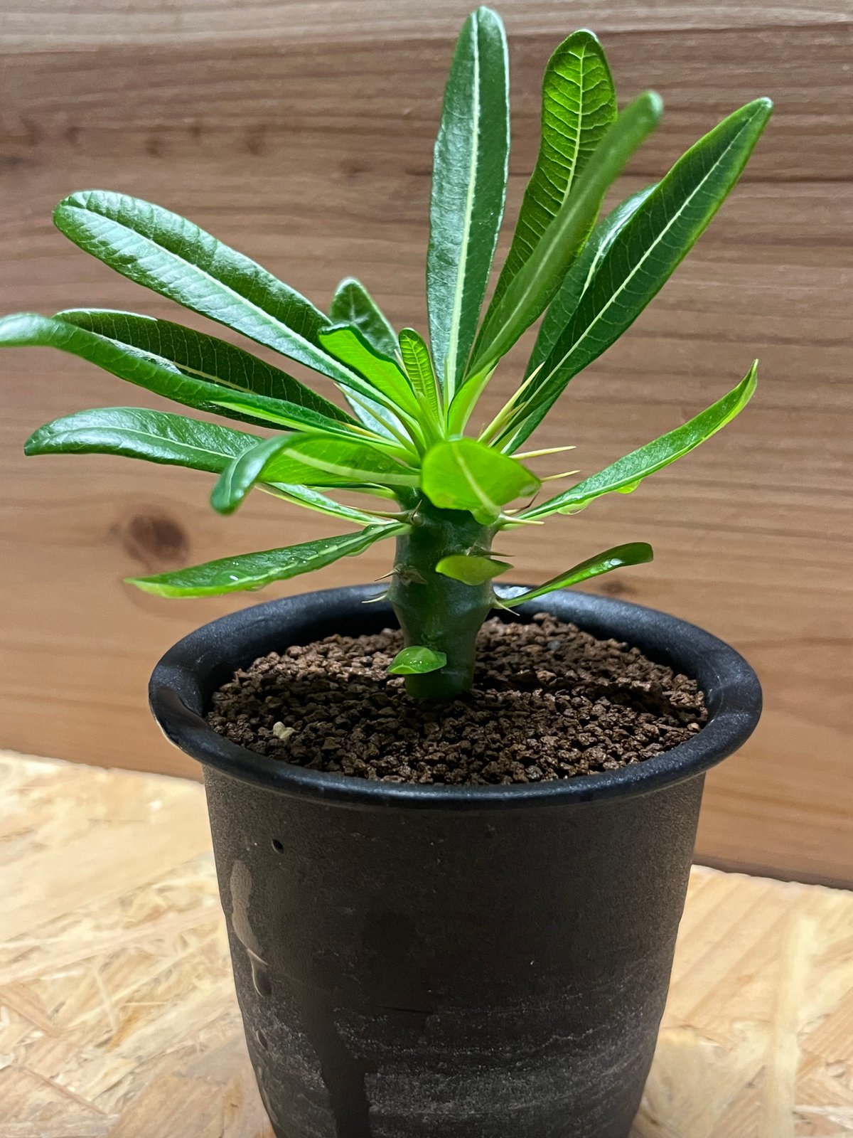 希少 パキポディウム アンボンゲンセ 観葉植物 一時期は絶滅したと思われた幻の希少種 現地球で真っ直ぐ中の