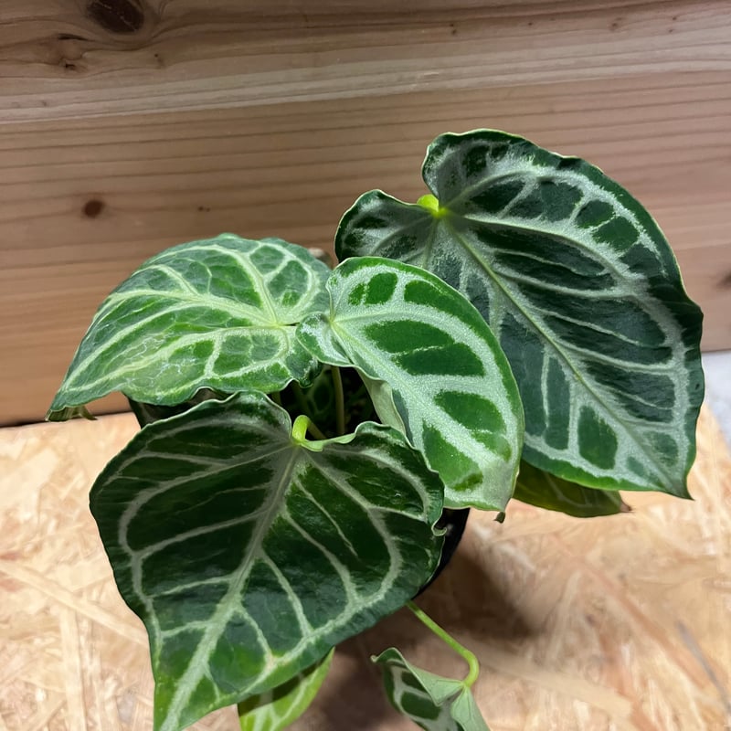 アンスリウム クリスタリナム | GREEN LUCK