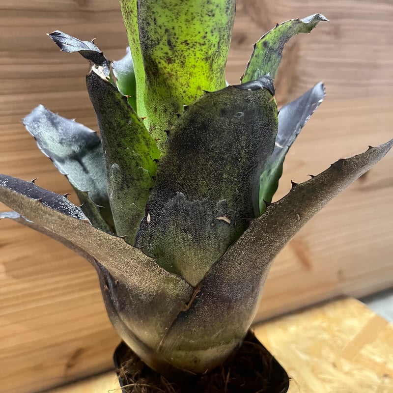 ホヘンベルギア レオポルドホルスティ ブラックフォーム | GREEN LUCK